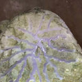 NO.K5 開窗料 天然翡翠原石